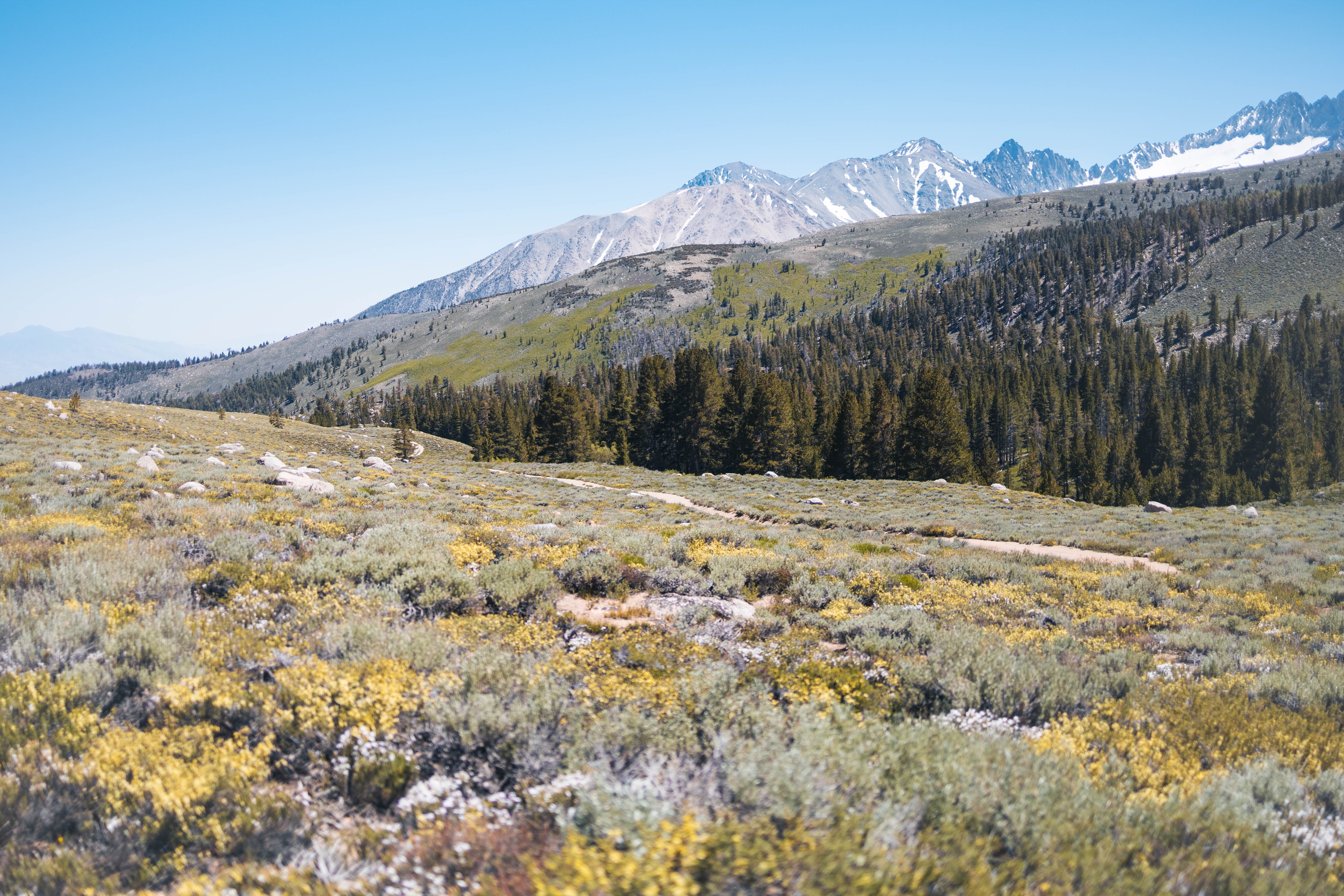 coyote flat brush, trees, and mountains